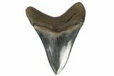 Serrated, Fossil Megalodon Tooth - Beautiful Enamel #182708-2